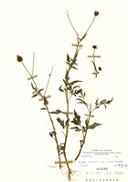 藏品(小白花鬼針)的圖片